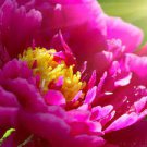 1pcs Live Plant Huge Double RedPeony Plant "Karl Rosenfield" Multiple Eyes. Perennial, Zones:3-9