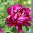 Flower Beauty 2pcs Live Plant Huge Double Red Peony "Karl Rosenfield" Multiple Eyes. Perennial