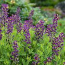 1pcs Flower Plant Beauty Baptisia Grape Taffy Huge Roots Perennial