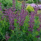 Baptisia Grape Taffy Huge Roots Perennial 1pcs Flower Plant Beauty