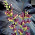 Taffy Huge Roots Perennial 1pcs Flower Plant Beauty Baptisia Grape
