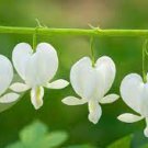 1Pcs Live Plant White Alba Bleeding Heart Dicentra spectabilis Eyes Super Healthy Flower Beauty