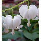 White Alba Bleeding Heart Dicentra 2Pcs Live Plant spectabilis Eyes Super Healthy Flower Beauty