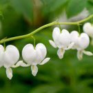 Live Plant spectabilis White Alba Bleeding Heart Dicentra 3Pcs Eyes Super Healthy Flower Beauty