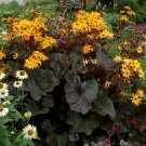 1pcs Live Plant Live Ligularia Britt Marie Crawford Perennials  Flower Beauty