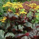 Britt Marie Crawford Perennials  Flower Plant 2pcs Live Plant Live Ligularia