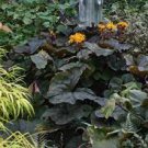 Perennials  Flower Yellow 3pcs Britt Marie Crawford  Live Plant Ligularia