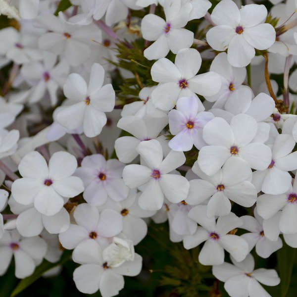 6 Baby Doll White Phlox Tall Starter Perennials Stunning Blooms Loves Sun Live Plant Ligularia