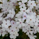 6 Baby Doll White Phlox Tall Starter Perennials Stunning Blooms Loves Sun Live Plant Ligularia