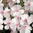 Starter Perennials Stunning Blooms 12 Baby Doll White Phlox Tall Loves Sun Live Plant Ligularia