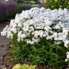 Loves Sun Live Plant Ligularia Starter Perennials Stunning Blooms 18 Baby Doll White Phlox Tall