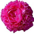 Flower Pink 2 Huge Double Red Peony Plant Kansas Multiple Eyes Perennial