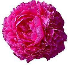Flower Pink 2 Huge Double Red Peony Plant Kansas Multiple Eyes Perennial