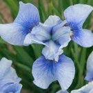 Blue Siberian Iris Live Plant large Bulb Fresh Stunning 2pcs Flower Iris Bulb Sky Mirror