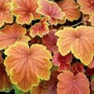 Flower Live Plant 3 Delta Dawn Heuchera Coral Bells Starter Perennials. Easy to Grow Stunning