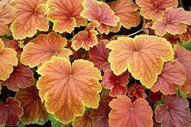 Flower Live Plant 3 Delta Dawn Heuchera Coral Bells Starter Perennials. Easy to Grow Stunning