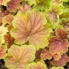 Heuchera Coral Bells Starter Perennials Flower Live Plant 6 Delta Dawn Easy to Grow Stunning