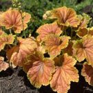 9pcs Heuchera Coral Bells Starter Perennials Flower Live Plant Delta Dawn Easy to Grow Stunning