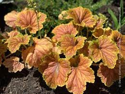 9pcs Heuchera Coral Bells Starter Perennials Flower Live Plant Delta Dawn Easy to Grow Stunning