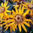 Crawford Perennials Super Healthy 2 Live Plant Ligularia Britt Marie