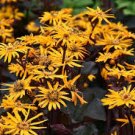 Yellow Flower Super Healthy 4 Live Plant Ligularia Britt Marie Crawford Perennials