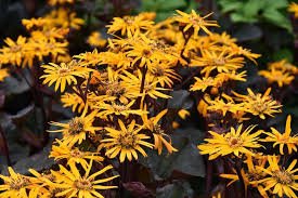 Yellow Flower Super Healthy 4 Live Plant Ligularia Britt Marie Crawford Perennials