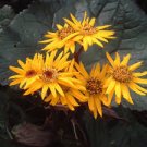 6 Live Plant Yellow Flower Super Healthy  Ligularia Britt Marie Crawford Perennials