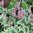 Live Plant 3 Pink Fizz Heuchera Flower Perennial Starer Perennial Plants. Multiple Leaves