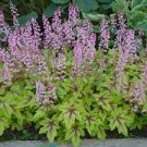 Flower Perennial Starer Live Plant 6 Pink Fizz Heuchera Perennial Plants. Multiple Leaves