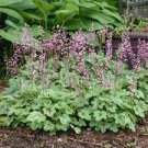 9 Pink Fizz Heuchera Perennial Plants. Multiple Leaves Flower Perennial Starer Live Plant