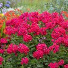 Phlox Tall Starter Perennials Stunning Blooms Loves Sun 3 Red Riding Hood Red