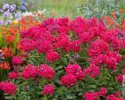 Phlox Tall Starter Perennials Stunning Blooms Loves Sun 3 Red Riding Hood Red