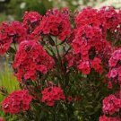 Loves Sun 6 Red Riding Hood Red Phlox Tall Starter Perennials Stunning Blooms