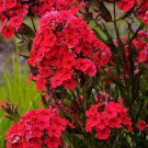 Hood Red Phlox Tall Starter Loves Sun 9 Red Riding Perennials Stunning Blooms