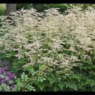 Flower Live Plant 3 Live Aruncus Misty Lace Starter Perennials. Loves Shade