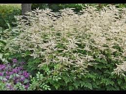 Flower Live Plant 3 Live Aruncus Misty Lace Starter Perennials. Loves Shade