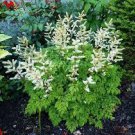 Misty Lace Starter Perennials Flower Live Plant 6 Live Aruncus Loves Shade
