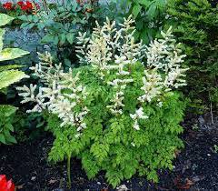 Misty Lace Starter Perennials Flower Live Plant 6 Live Aruncus Loves Shade