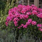 3 Flower Live Plant Glamour Girl Phlox Tall Starter Perennials Stunning Blooms. Loves Sun