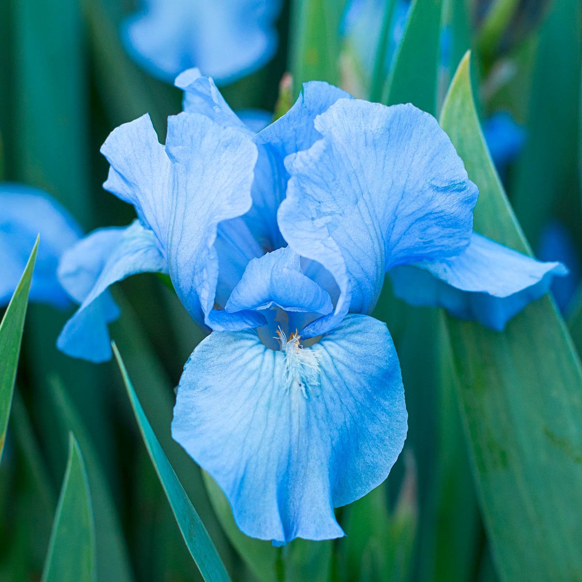 Flower Live Plant 1 Iris Bulb Blueberry Fair Siberian Iris Live Plant large Bulb Fresh Stunning