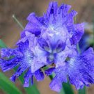 Blueberry Fair Siberian Iris Live Plant large Bulb Fresh Stunning Flower Live Plant 2 Iris Bulb