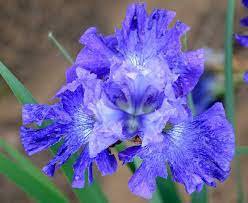 Blueberry Fair Siberian Iris Live Plant large Bulb Fresh Stunning Flower Live Plant 2 Iris Bulb