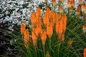 Flower Live Plant 6pcs Kniphofia Orange Mixed Red Hot Poker Live Perennial Super Healthy