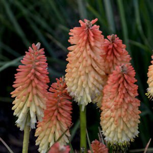Orange Mixed Red Hot Poker Live Perennial Super Healthy Flower Live Plant 9pcs Kniphofia