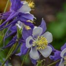 Flower Beauty 3 Live Blue and White Columbine- Aquilegia Plant Live Starter Perennial Plugs