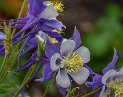 Flower Beauty 3 Live Blue and White Columbine- Aquilegia Plant Live Starter Perennial Plugs