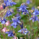 Columbine- Aquilegia Plant Live Starter Perennial Plugs Flower Beauty 6 Live Blue and White
