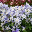 Perennial Plugs Flower Beauty 9 Live Blue and White Columbine- Aquilegia Plant Live Starter