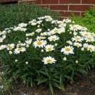 Flower Live Plant 3 Leucanthemum 'SnowCap' Shasta Daisies Super Healthy