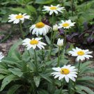 Leucanthemum 'SnowCap' Shasta Daisies Flower White Live Plant 6 Super Healthy